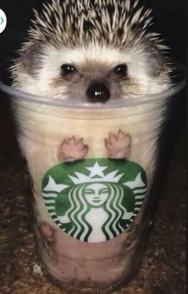 hedgehog in Starbucks cup