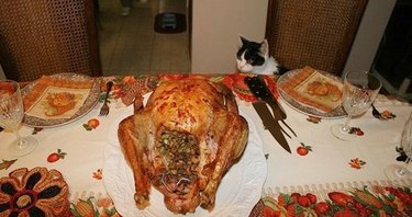 cat stares at Thanksgiving turkey