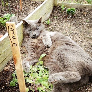 cat sleeping next to catnip plant