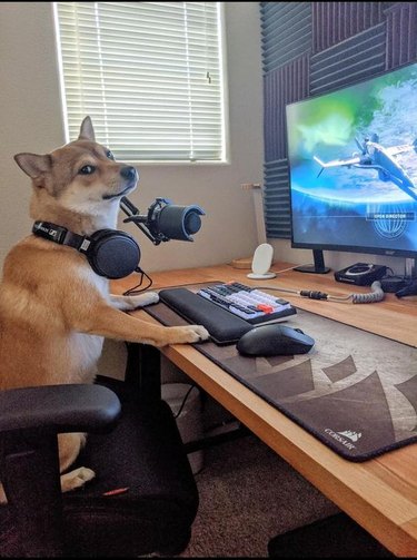 A dog sitting in front of a gaming computer with headphones, looking mildly annoyed at the camera.