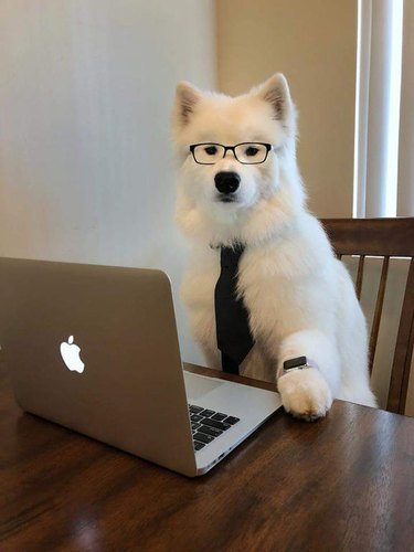 A white fluffy dog sits in front of a laptop wearing a pair of glasses, a necktie, and a watch.
