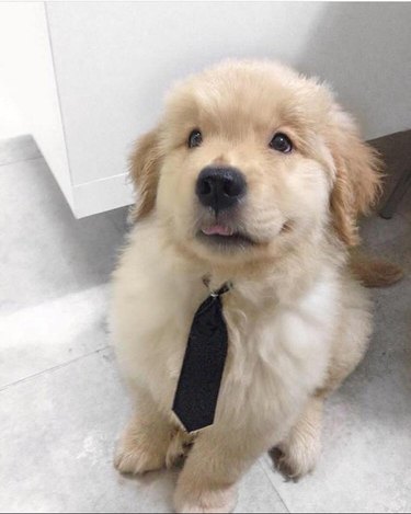 A golden retriever puppy in a necktie