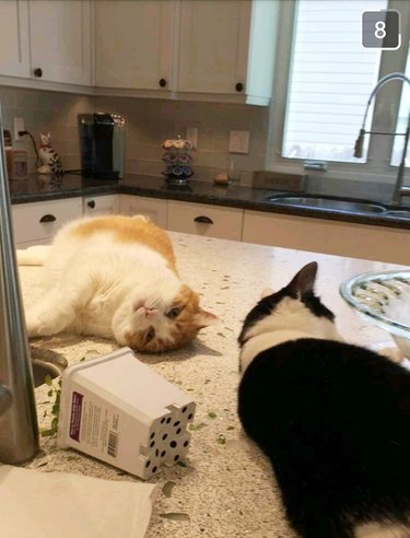 cats find the catnip stash