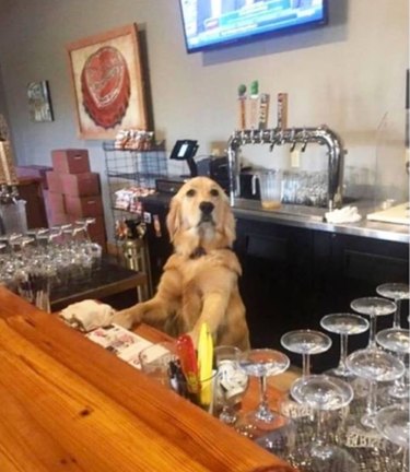 A golden retriever behind the counter of a bar.