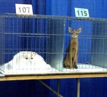 fluffy cat vs sleek cat
