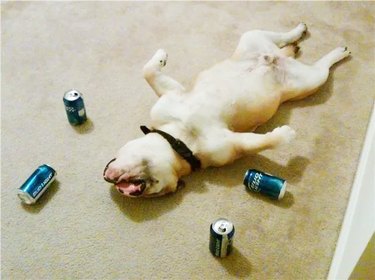 Dog sleeping on its back surrounded by beer cans.