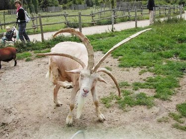 goat with horns is wicked metal