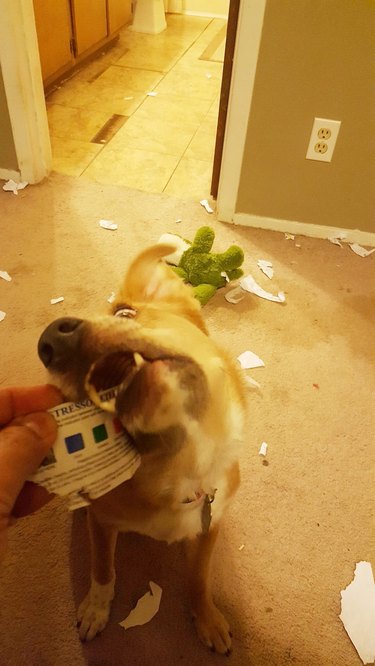 dog eats stress indicator card