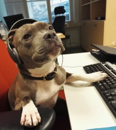 A dog with a headset sitting at a computer.