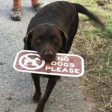 A chocolate lab holding a sign in his mouth that says "no dogs please"