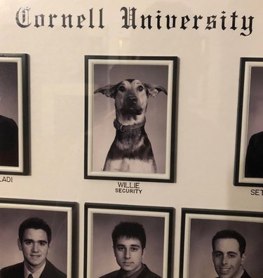 A yearbook photo from Cornell University of a dog. Underneath the photo it says "Willie - Security"