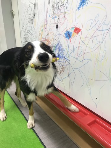 A dog with a pen in their mouth, beside a whiteboard filled with colorful scribbles.