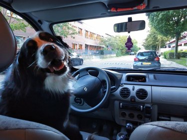 A dog in the driver's seat of a parked car, turning around to look at the camera.