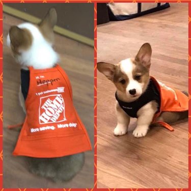 A corgi puppy in an orange Home Depot apron that says "Hi, I'm Hopper"