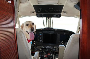 A yellow lab sitting in the cock pit of an airplane