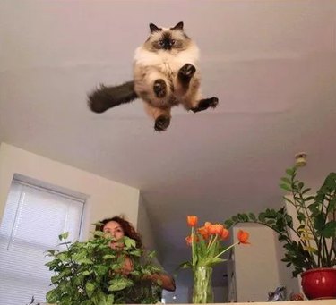 cat leaping through air