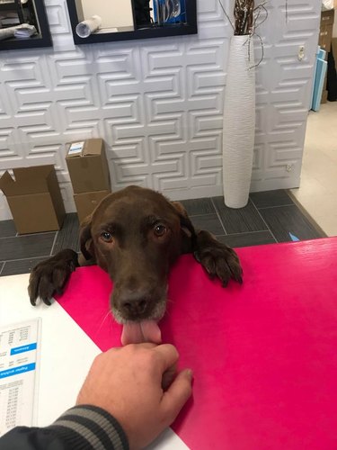 A dog licking someone's hand from behind the counter of a store.