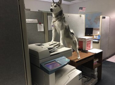 A husky standing proudly on top of an office copy machine.