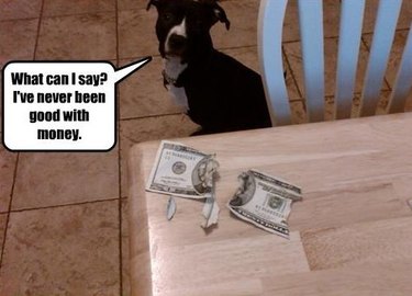 Pit bull next to chewed up twenty dollar bill.