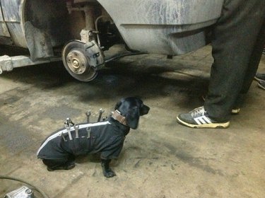 A dachshund in an auto shop, wearing a shirt with lots of pockets that contain various tools.