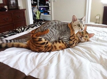 bengal cats cuddling together
