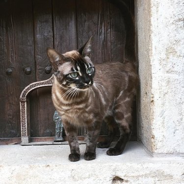 bengal cat looks like rye bread