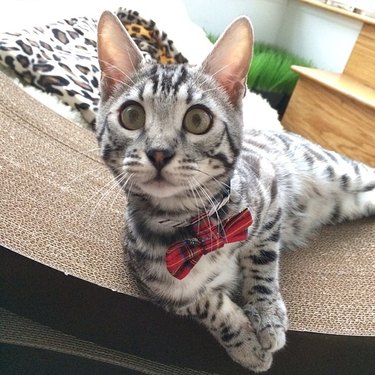 bengal cat in bow tie