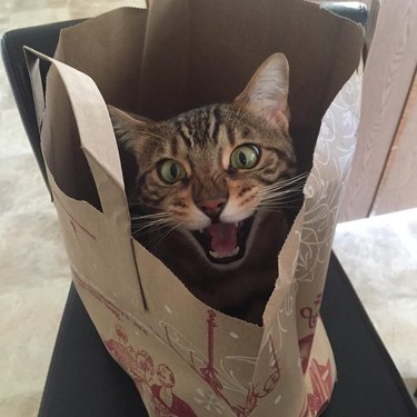 bengal cat in paper bag