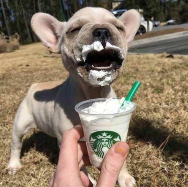 Happy pup with a puppuccino