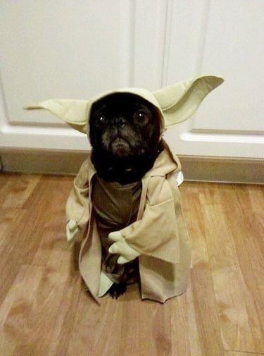 dog dressed as Yoda