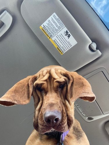 Dog looking down at camera in a car