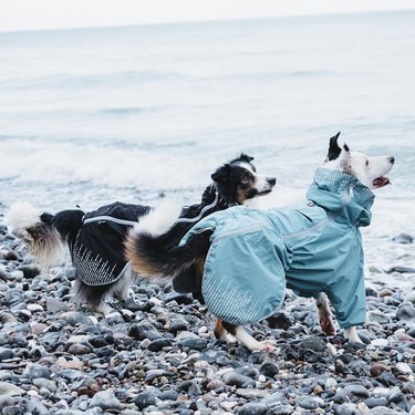 Two dogs wearing raincoats on a rocky beach.