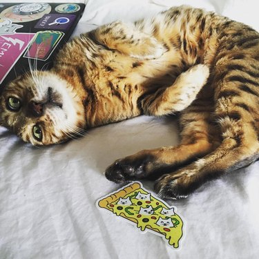 bengal cat poses with pizza sticker