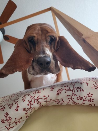 Dog with floppy ears looking down at camera.