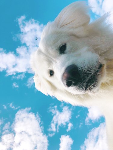 White dog looking down at camera with blue sky behind
