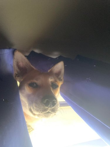 Dog looking down at camera from behind curtains.