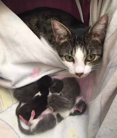 cat gives birth  to kittens under Christmas tree