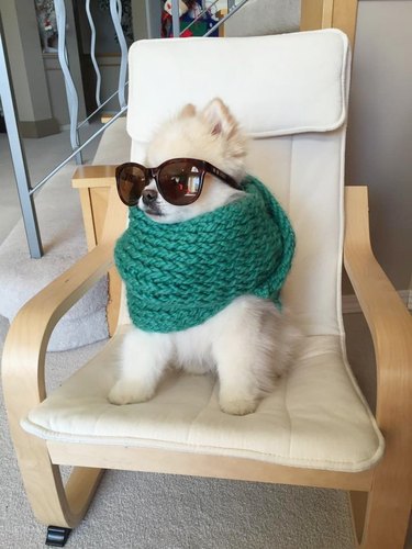 dog wearing sunglasses at Starbucks