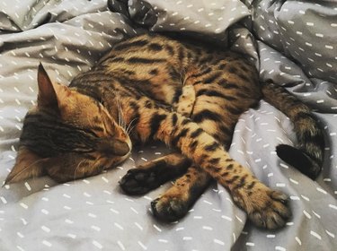 bengal cat sleeping on bed