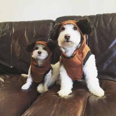 dogs dressed as ewoks