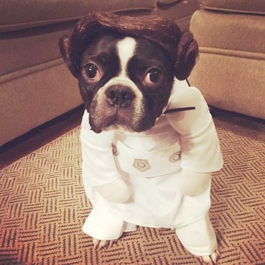 dog dressed as Princess Leia