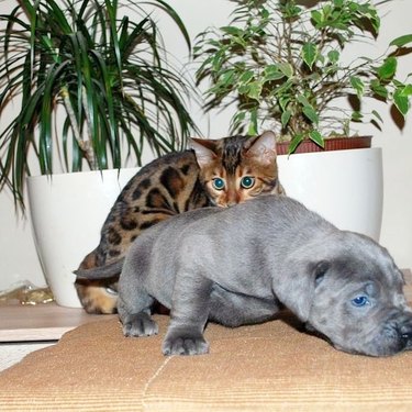 bengal cat huddles with dog