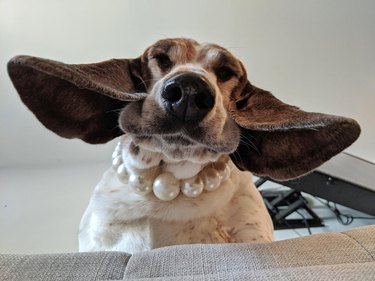 Dog wearing pearl necklace looking down at camera.