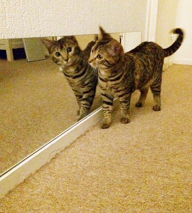 cat checks out reflection in mirror
