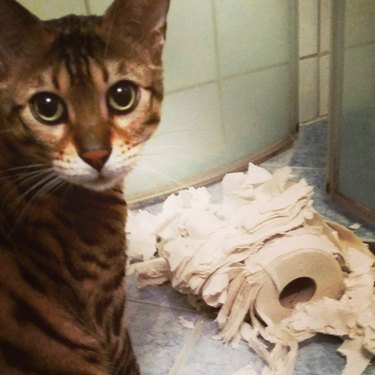 bengal cat destroys toilet paper