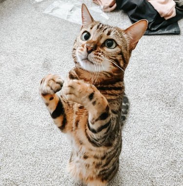 bengal cat wants snack