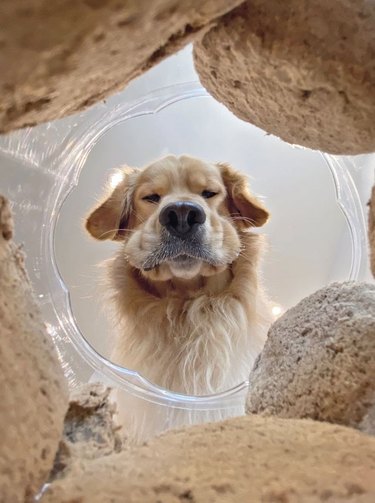 Dog looking down at camera through cookie jar filled with cookies.