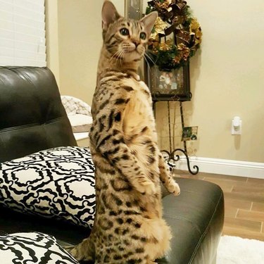 bengal cat standing on back legs