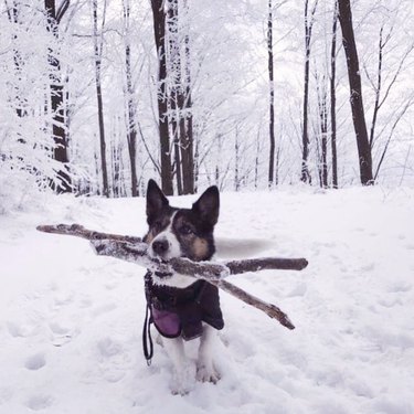Small dog with a winter jacket carrying a large tree branch in their mouth and surrounded by a wintery forrest.