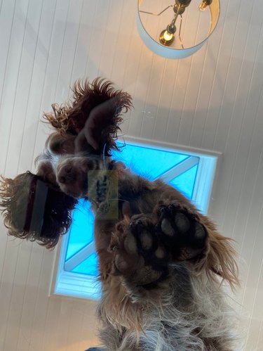 Dog standing on glass table looking down at camera.